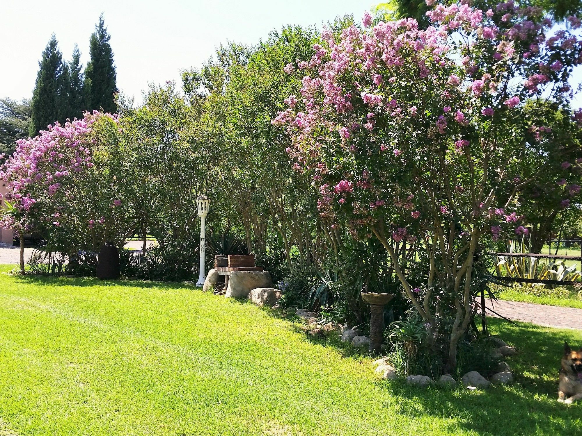 Pine Tree Lodge Midrand Zewnętrze zdjęcie